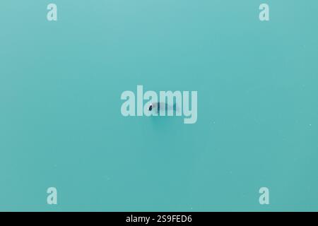 Aus der Vogelperspektive einer Seehunde, die im türkisfarbenen Wasser von Jökulsárlón im Südosten Islands schwimmt. Stockfoto