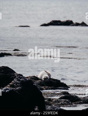 Seehunde ruhen auf der felsigen Meeresalgen-bedeckten Küste am Ytri Tunga Beach auf der Halbinsel Snæfellsnes, Island Stockfoto