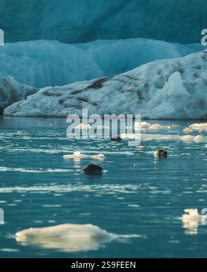 Seehunde schwimmen zwischen schwimmenden Eisbergen in der Jökulsárlón-Gletscherlagune im Südosten Islands. Stockfoto
