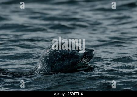 Nahaufnahme einer Seehunde, die in den Gewässern der Jökulsárlón-Gletscherlagune im Südosten Islands schwimmt. Stockfoto