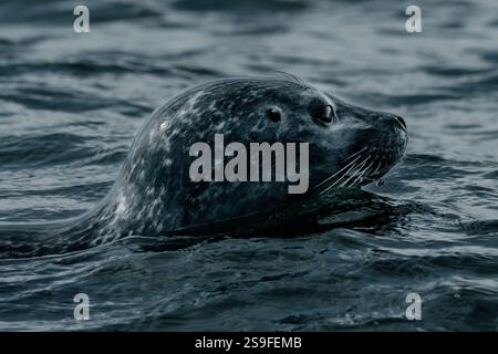 Nahaufnahme einer Seehunde, die in den Gewässern der Jökulsárlón-Gletscherlagune im Südosten Islands schwimmt. Stockfoto