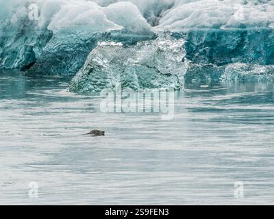 Seehunde schwimmen in der Nähe von eisblauen Gletschern in Jökulsárlón, Süd-Island. Stockfoto