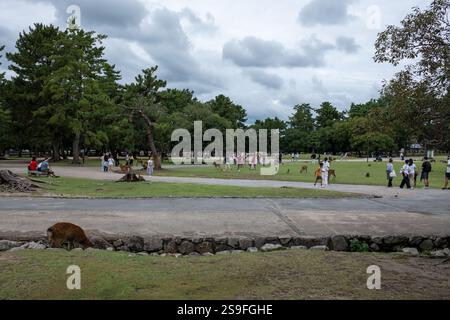 Nara Deer Park in Nara Japan Stockfoto