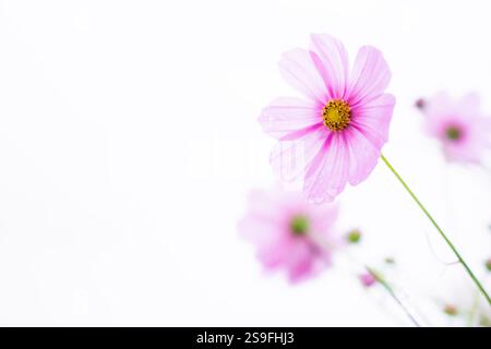 Helle bunte Kosmos Blumen isoliert auf weißem Hintergrund. Natur Stockfoto