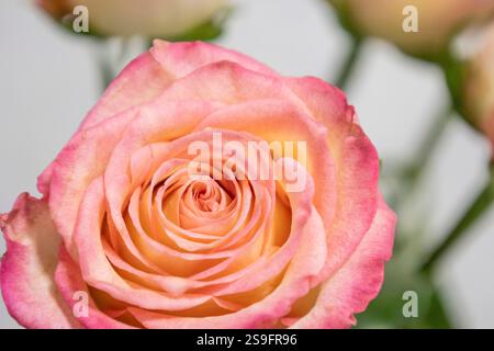 Wunderschöne rosa Rose vor Hintergrund Stockfoto