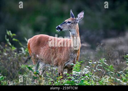 Weißschwanzhirsche im Wald bei Dämmerung. Stockfoto
