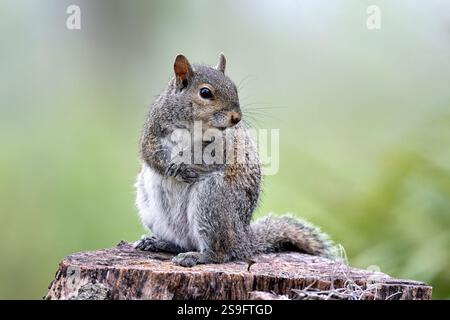 Östliche graue Eichhörnchen Stockfoto