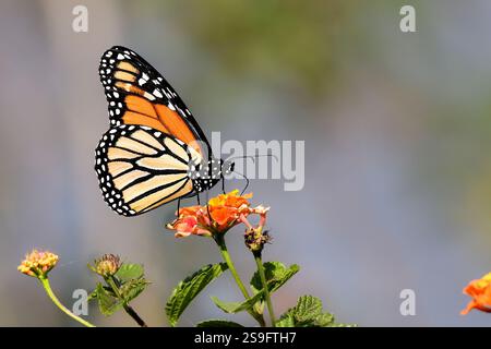 Monarch-Schmetterling Stockfoto