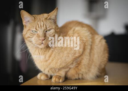 Die orangene Katze sitzt auf dem Tisch und sieht unruhig aus. Stockfoto