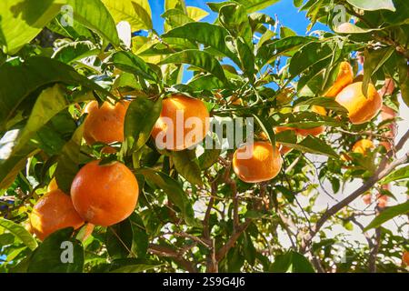 Fruit Laden Baumzweige Mit Leuchtenden Orangen Unter Hellem Sonnenlicht Stockfoto