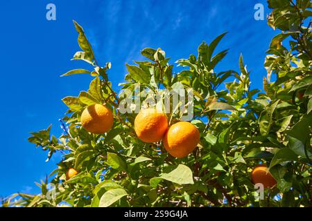 Frische Orangen hängen an einem Baum vor einem klaren blauen Himmel Stockfoto