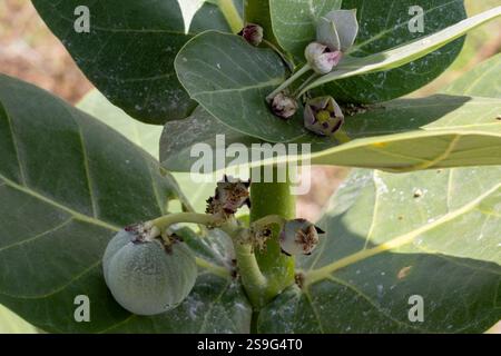 Calotropis procera (Apocynaceae), auch Sodom-Pflanze und Sodom-Apfel genannt, mit Blumen aus Afrika. Grüne Früchte enthalten giftigen milchsaft Latex-li Stockfoto