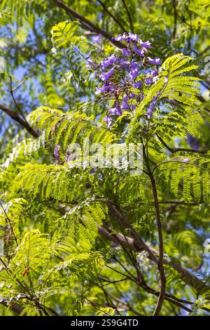 Blauer Jacaranda (Jacaranda mimosifolia) in voller Blüte in Arusha in Tansania Ostafrika Stockfoto