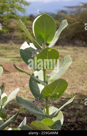 Calotropis procera (Apocynaceae), auch Sodom-Pflanze und Sodom-Apfel genannt, mit Blumen aus Afrika. Grüne Früchte enthalten giftigen milchsaft Latex-li Stockfoto