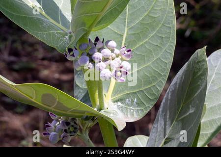 Calotropis procera (Apocynaceae), auch Sodom-Pflanze und Sodom-Apfel genannt, mit Blumen aus Afrika. Grüne Früchte enthalten giftigen milchsaft Latex-li Stockfoto