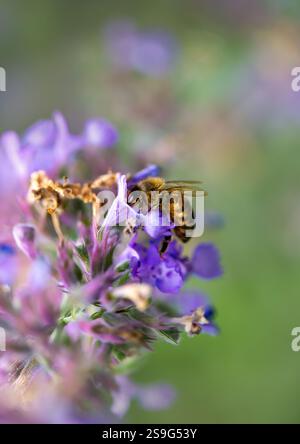 Nahaufnahme einer Honigbiene auf violettem salvia-Blütensammelnektar, Großbritannien. Stockfoto
