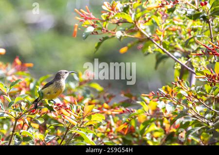 Variabler sunbird, auch gelbbauchsonnenvogel (Cinnyris venustus) genannt, sucht nach Nektar im Kaminfeuer im Garten der Arusha-Unterkunft in Tansania im Osten Stockfoto