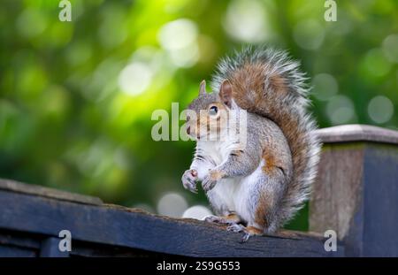 Porträt eines seltsamen grauen Eichhörnchens, das auf einem Gartenzaun steht, Großbritannien. Stockfoto