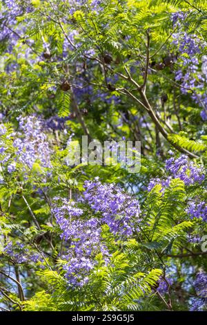 Blauer Jacaranda (Jacaranda mimosifolia) in voller Blüte in Arusha in Tansania Ostafrika Stockfoto