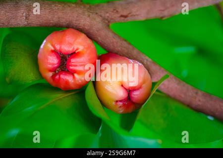 Saftige Rosenapfelfrüchte mit grünen Blättern. Exotische tropische Früchte Stockfoto