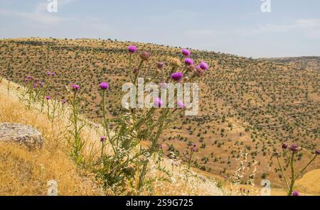 Mariendistel (Silybum marianum) ist eine selbstwachsende Wildpflanze auf Feldern, Kulturfeldern und trockenen Hängen. Stockfoto