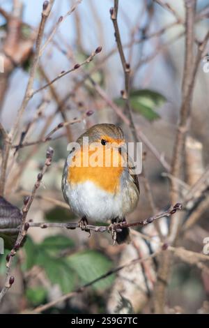 Europäische robin (Erithacus rubecula), England, Vereinigtes Königreich, im Winter Stockfoto