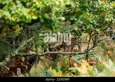 Rotwild in einem königlichen Wald Stockfoto
