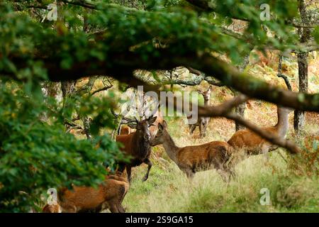 Rotwild in einem königlichen Wald Stockfoto