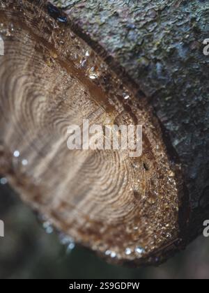 Ein Makrobild, das bernsteinfarbene sap-Tropfen auf der Oberfläche eines frisch geschnittenen Baumstamms aufnimmt und die natürliche Holzmaserung und das kreisförmige Wachstum hervorhebt Stockfoto