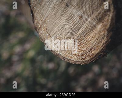 Ein Makrobild, das bernsteinfarbene sap-Tropfen auf der Oberfläche eines frisch geschnittenen Baumstamms aufnimmt und die natürliche Holzmaserung und das kreisförmige Wachstum hervorhebt Stockfoto