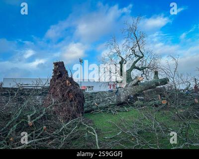 26. Januar 2025, Cork, Irland – gefallene 100 Jahre alte Kupferbuche im Wilton Shopping Centre, Cork, nach dem Sturm Eowyn Stockfoto