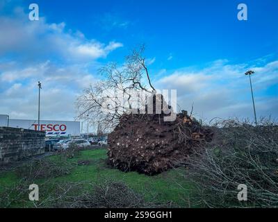 26. Januar 2025, Cork, Irland – gefallene 100 Jahre alte Kupferbuche im Wilton Shopping Centre, Cork, nach dem Sturm Eowyn Stockfoto
