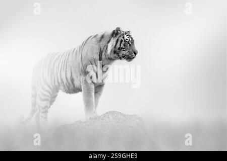 Tiger kommt aus dem Nebel auf hellem Hintergrund, Schwarzweiß-Foto Stockfoto