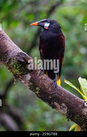 Costa Rica, Arenal. Montezuma Oropendola (Psarocolius montezuma) im Regen. Stockfoto