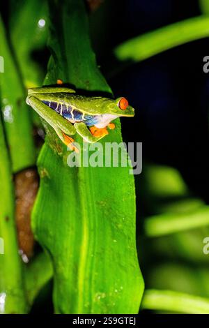 Costa Rica, Arenal. Rotäugiger Baumfrosch (Agalychnis callidryas), auch bekannt als Rotäugiger Blattfrosch. Stockfoto