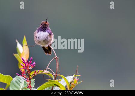Costa Rica, Talamanca Mountains, Savegre, Batsu Garden. Männlich, Vulkan-Kolibris, Heliotrop-Hals (Selasphorus flammula torridus) Stockfoto