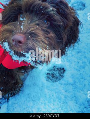 Cockapoo-Welpe im Schnee Stockfoto