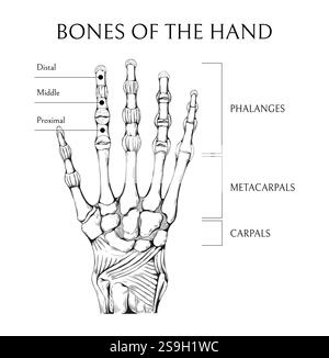 Handgezogene Knochen. Skizze der Handfläche des menschlichen Arms. Medizinisches Ausbildungsbanner. Gravurdiagramm des Skeletts. medizinatlas. Wissenschaftsenzyklopädie. Handgelenkskelett Stock Vektor