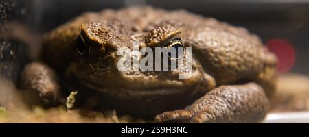 Kröte-aha oder aha (lateinisch Rhinella Marina) ist eine Großerdamphibie aus der Familie der Kröten, die in Süd- und Mittelamerika beheimatet ist Stockfoto
