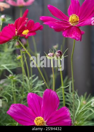 Nahaufnahme von Pink Cosmos Flowers in voller Blüte gegen einen grauen Holzzaun. Stockfoto
