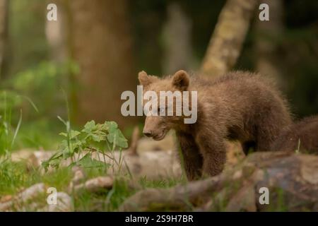 Verspielte braune Bärenjungen Stockfoto