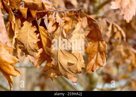 Sessile oder Durmast Eiche (quercus petraea), Nahaufnahme, die die Herbstblätter des Baumes zeigt, die während des Winters auf den Ästen verbleiben. Stockfoto