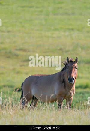 Przewalskis Pferd (Equus ferus przewalskii), auch bekannt als Takhi aus dem Hustai-Nationalpark in der Mongolei Stockfoto