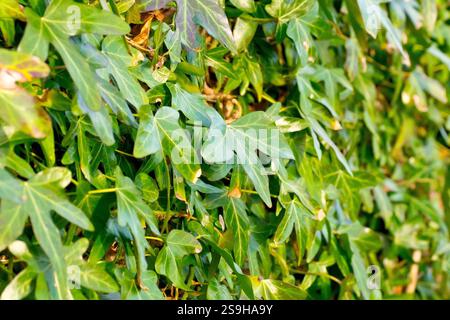 Ivy (hedera Helix), Nahaufnahme mit Fokus auf ein einzelnes Blatt zwischen einer Masse von Blättern der Kletterpflanze, die eine alte Wand bedeckt. Stockfoto