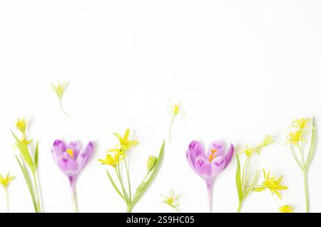 Anordnung von violetten Krokussen und gelben Frühlingsblumen auf einem hellen weißen Hintergrund mit viel Kopierraum. Ein klares und frisches Design für die Saison Stockfoto