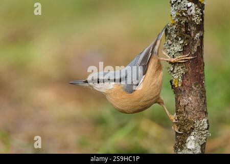 Der gewöhnliche Vogel Sitta europaea, auch eurasischer Nackthaar genannt, kriecht kopfüber auf den Baum. Typische Position. Stockfoto