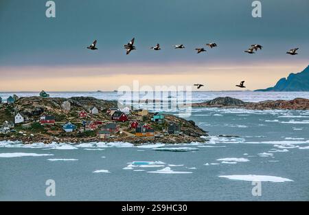 Grönländische Landschaft. Panoramablick auf das farbenfrohe Dorf in Ostgrönland. Vogelschwärme fliegen über eine Stadt und ein Gewässer. Der Himmel ist bewölkt und t Stockfoto
