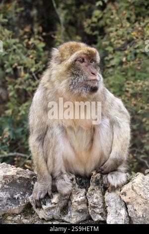 Ein Berbermakake liegt auf einer Steinmauer und genießt die ruhige Umgebung des Monkey Forest Park in Frankreich. Stockfoto