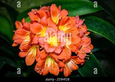 Ein Haufen orangener Blüten mit gelben Mittelpunkten. Die Blumen sind in einer grünen Blattpflanze. Die Blumen sind in voller Blüte und sehr hell und bunt Stockfoto