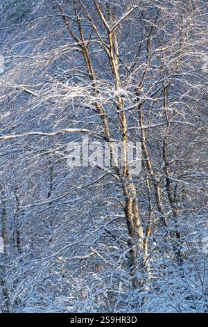 Sonnenlicht auf einer Silberbirke (Betula pendula) im Winter mit ihren Zweigen bedeckt mit Schnee und Zweigen bedeckt mit Hoar Frost Stockfoto